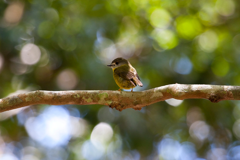 Från Brisbane: Privat tur i Maiala RainforestFrån Brisbane: Privat rundtur i regnskogen Maiala