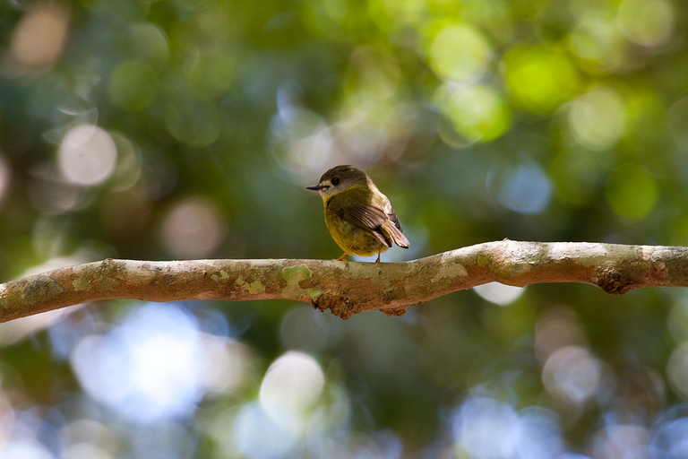 Au départ de Brisbane : visite privée de la forêt tropicale de Maiala