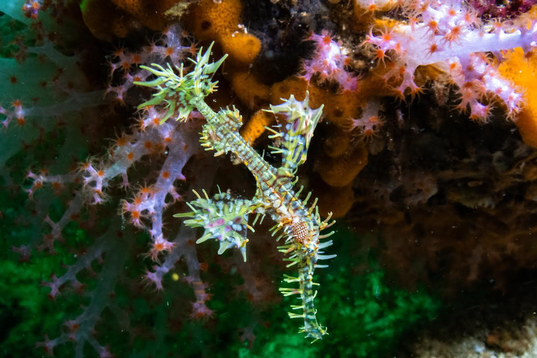 Phuket/Khao Lak: Similan Scuba Dive Day Trip by Speedboat MV Wave Rider | Surin Islands and Richelieu Premium 2-Dive