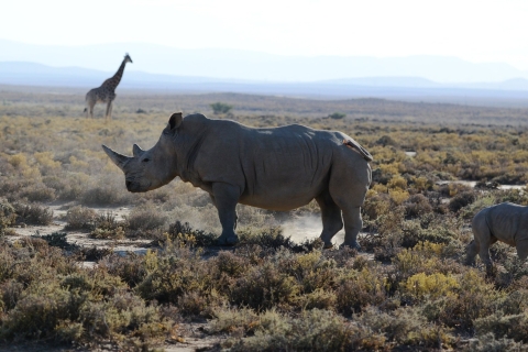 Z Arushy: 4-dniowe safari na północnym torze + wizyta u Masajów