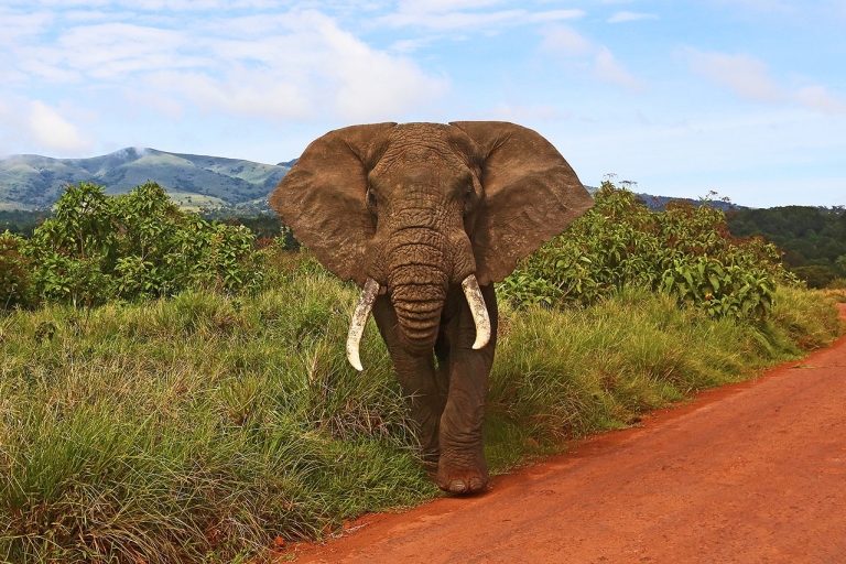 Van Arusha: 4-daagse Northern Circuit Safari + bezoek Maasai