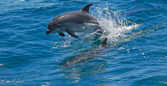 Dolphin Watching in the Wild - Half Day Tour