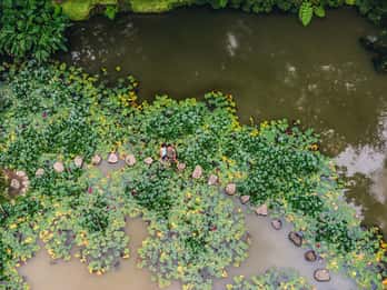 Excursión a Furnas y al Parque Botánico Terra Nostra con almuerzo y aguas termales