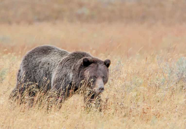 From Cody: Full-Day Yellowstone National Park Tour | GetYourGuide