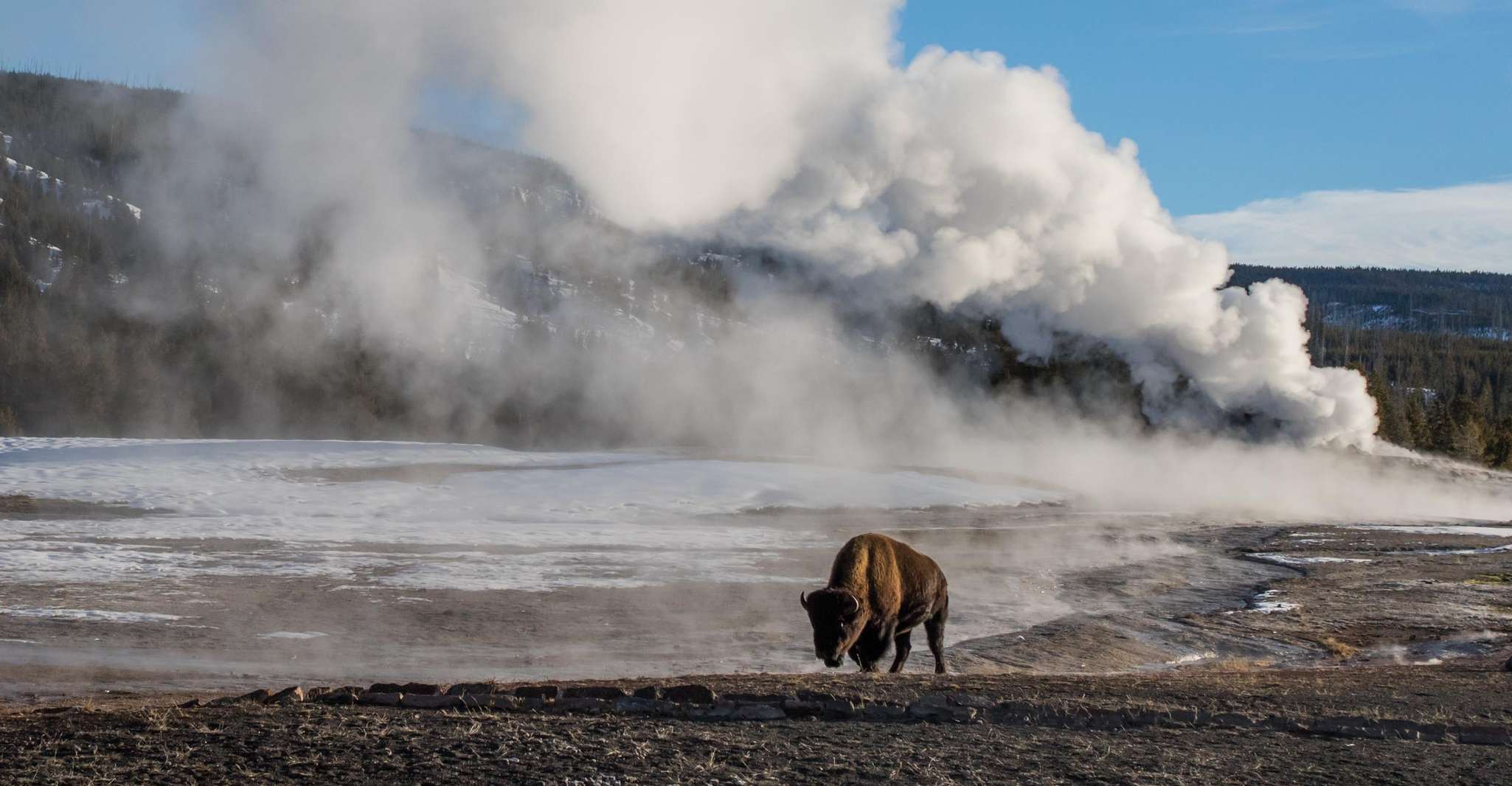 Yellowstone & Grand Tetons, Avventura per la fauna selvatica di 4 giorni/3 notti - Housity