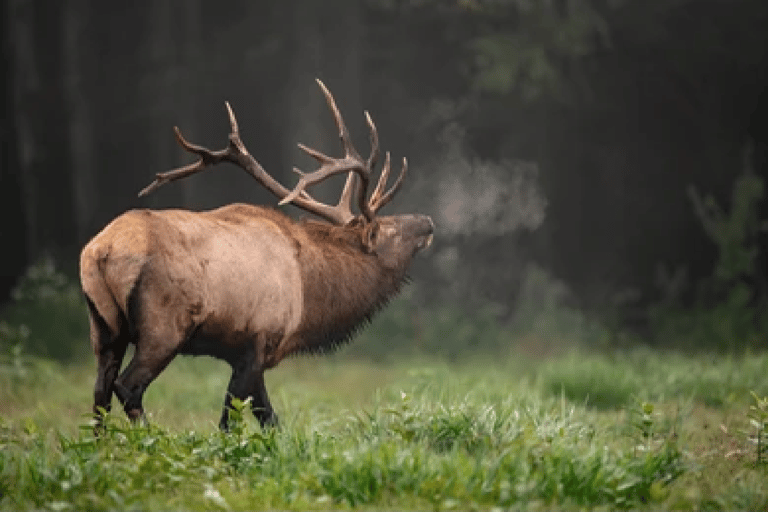 Grand Teton & Yellowstone: 4-Day Nature Tour with Lodging 45-Day Cancellation: Grand Teton & Yellowstone 4-Day Tour