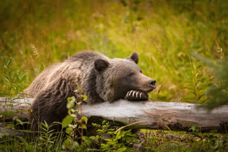 Yellowstone &amp; Grand Tetons: Vildmarksresa i 4 dagar/3 nätter