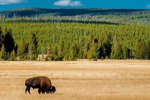 Grand Teton und Yellowstone: 4-Tages-Tour mit UnterkunftBis 45 Tage stornierbar: Grand Teton & Yellowstone: 4-Tage