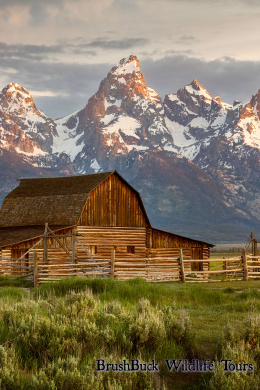 Yellowstone & Grand Tetons: 4-Day/3-Night Wildlife Adventure | GetYourGuide