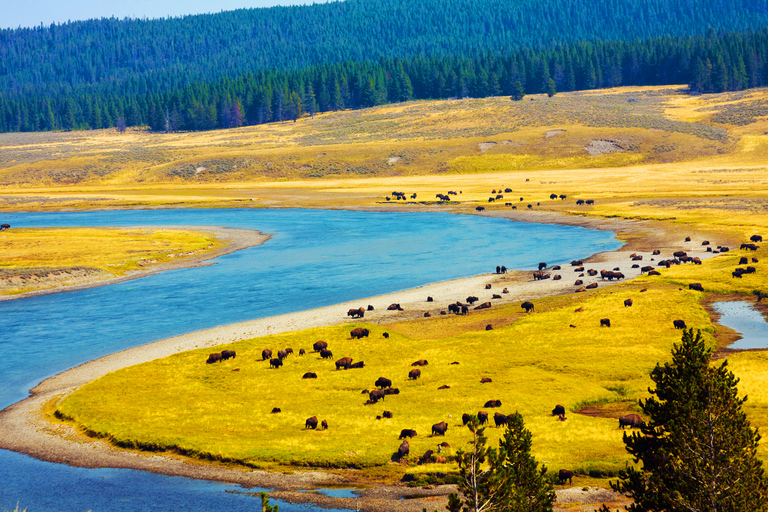 Grand Teton & Yellowstone: 4-daagse natuurtour met accommodatieAnnulering van 45 dagen: 4-daagse tour Grand Teton en Yellowstone