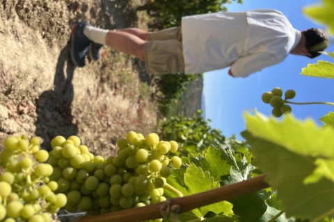 De Saint-Sébastien: excursion privée d'une journée dans la Rioja avec dégustation de vinDe Saint-Sébastien: excursion d'une journée dans la Rioja avec dégustations de vin