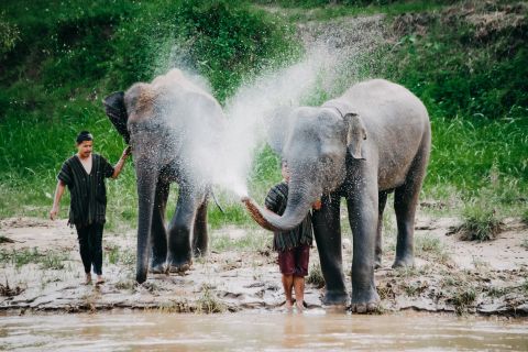Chiang Mai: Elephant Sanctuary Interactive Tour