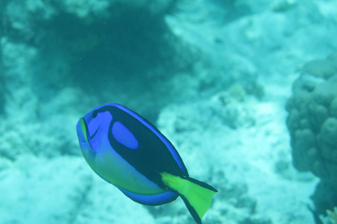 Sansibar: SCUBA-Tauchen entdecken (keine Zertifizierung erforderlich)