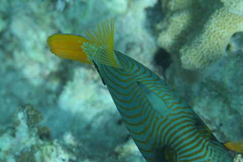 Zanzibar : Découverte de la plongée sous-marine (sans certification)