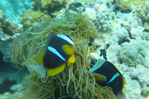 Zanzibar : Découverte de la plongée sous-marine (sans certification)