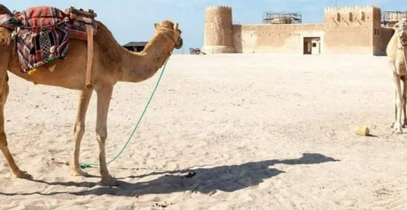 North Qatar: Guided Journey Through History, Coast & Culture