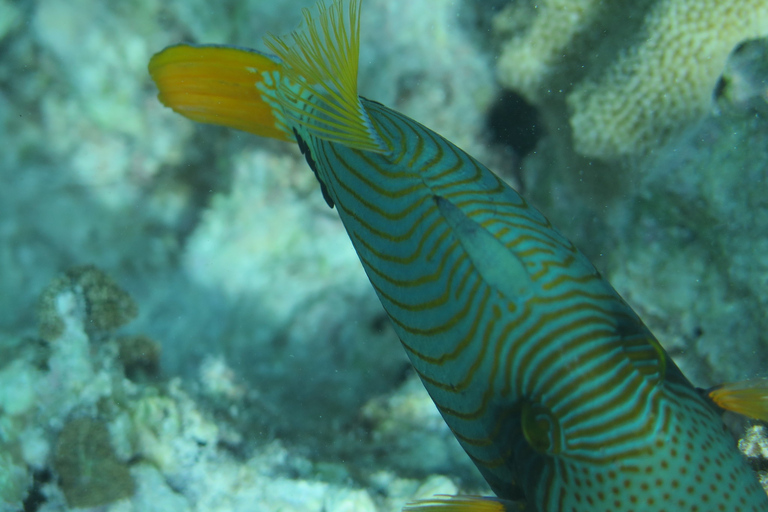 Zanzibar: PADI Scuba Diver Course (Training and 2 OW Dives)