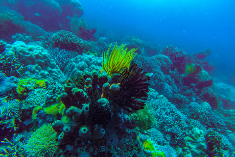 Zanzibar: PADI Scuba Diver Course (Training and 2 OW Dives)