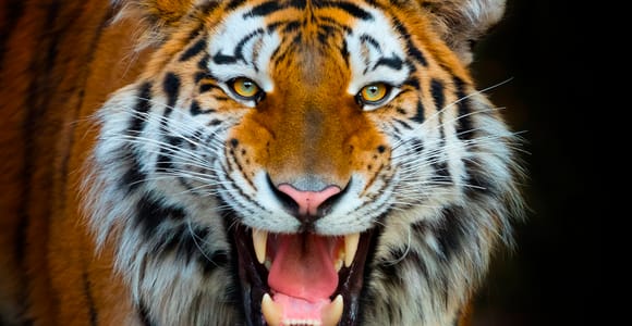 Benidorm: Terra Natura Theme Park 1-Day Tickets