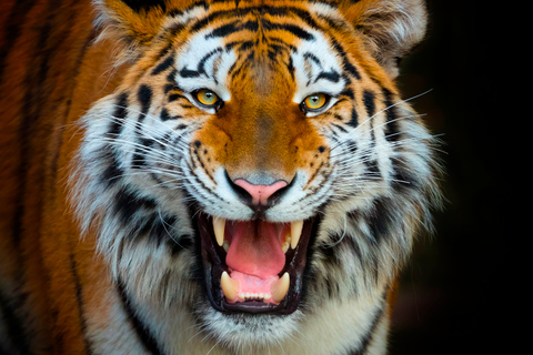 Benidorm: Terra Natura Theme Park 1-Day Tickets Terra Natura Theme Park 1-Day Entrance