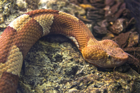 Benidorm: Terra Natura Theme Park 1-Day Tickets Terra Natura Theme Park 1-Day Entrance