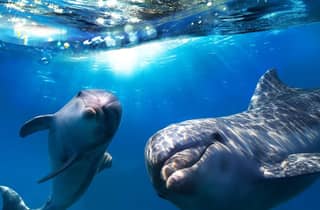 Gran Canaria: crociera per avvistare delfini e balene
