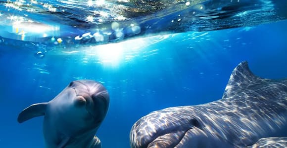 Gran Canaria: Dolphin and Whale Watching Cruise