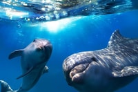 Gran Canaria, delfines y ballenas observando crucero - Housity