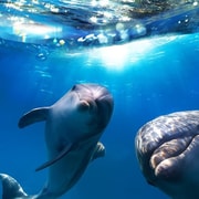 Gran Canaria: Delfin- und Walbeobachtungs-Bootsfahrt