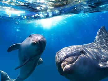 Gran Canaria: Delfin- und Whale-Watching-Bootsfahrt
