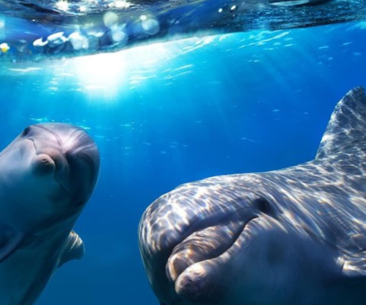 グラン カナリア島：イルカとホエール ウォッチング クルーズ