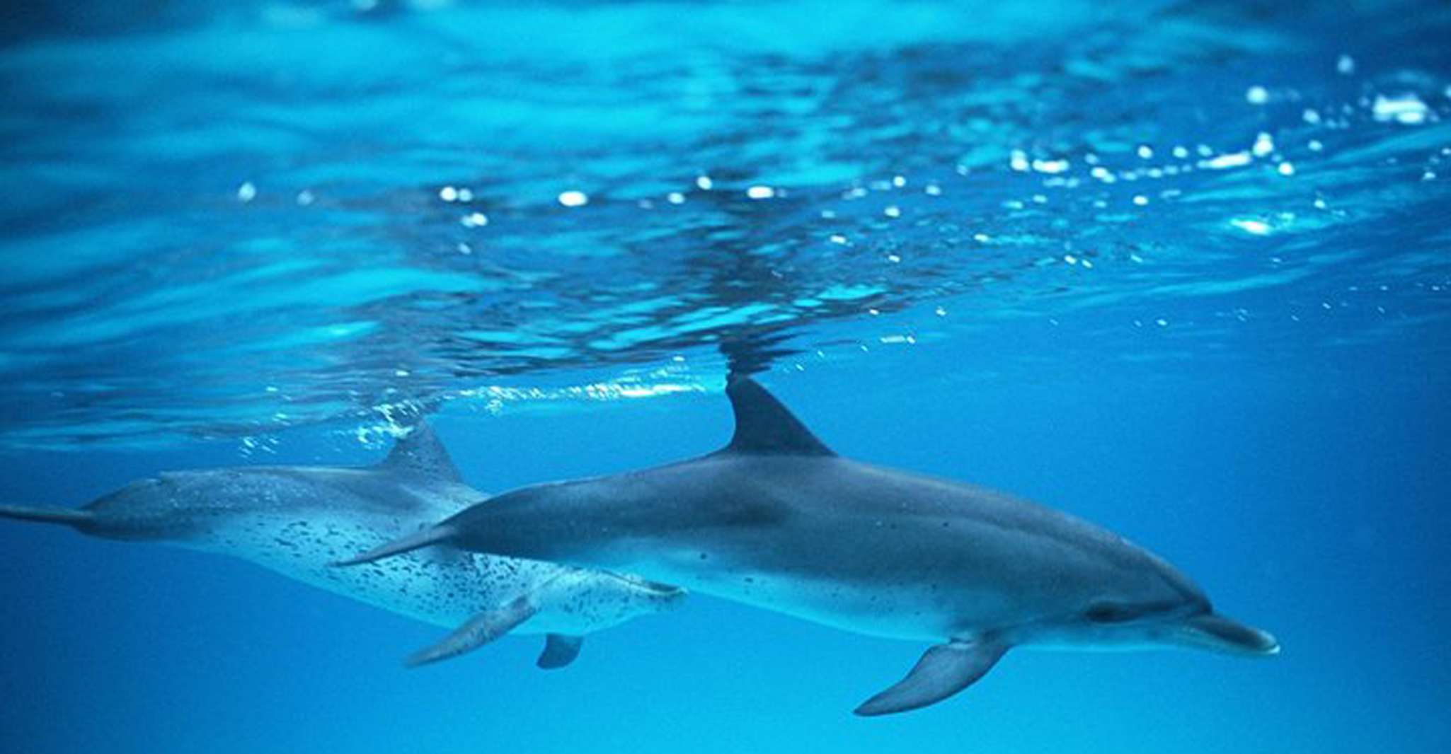 Gran Canaria, Delphin und Walbeobachtungskreuzfahrt - Housity