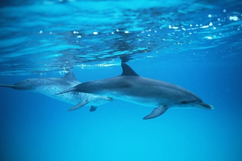 Grande Canarie : observation des dauphins et des baleinesDepuis Puerto Rico : croisière à 11:00