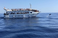 Gran Canaria, delfines y ballenas observando crucero - Housity