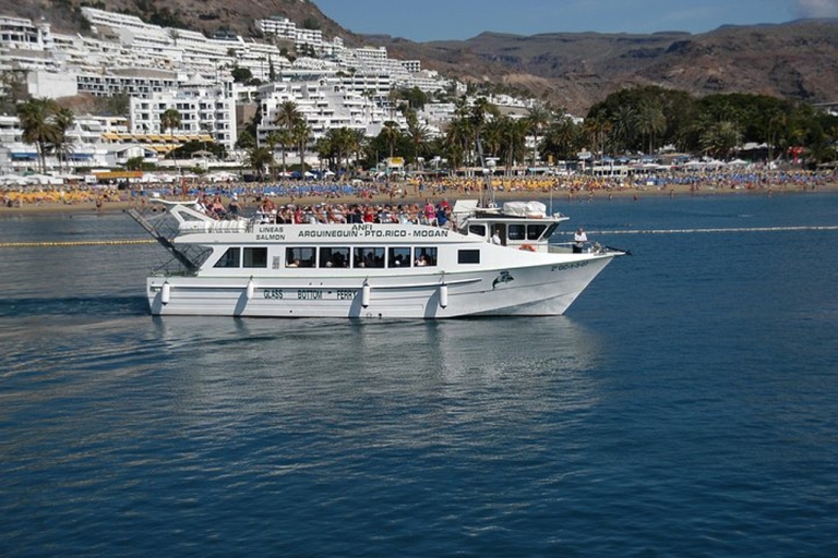 Gran Canaria: Dolphin and Whale Watching Tour from Puerto Rico de Gran Canaria 11:00 AM