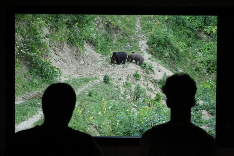 Desde Brasov: Excursión de senderismo y observación de osos en Piatra Craiului