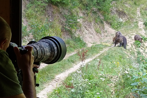 Desde Brasov: Excursión de senderismo y observación de osos en Piatra Craiului