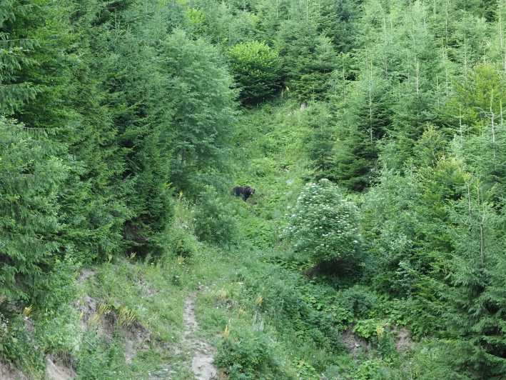 Da Brasov: escursione a Piatra Craiului e tour di osservazione degli orsi