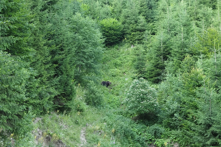 Desde Brasov: Excursión de senderismo y observación de osos en Piatra Craiului