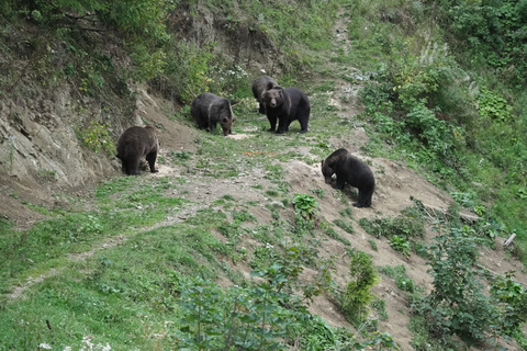 Desde Brasov: Excursión de senderismo y observación de osos en Piatra Craiului