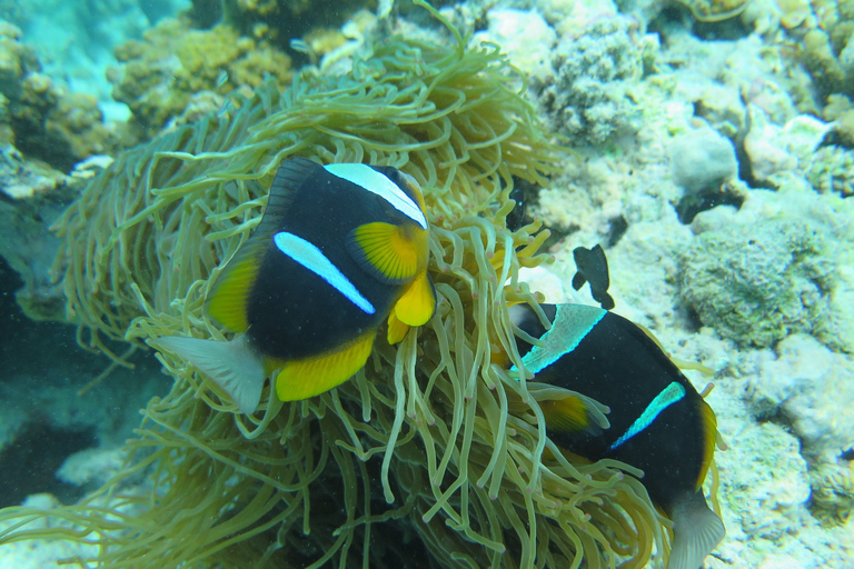 Zanzibar: 4-Day PADI Open Water Course