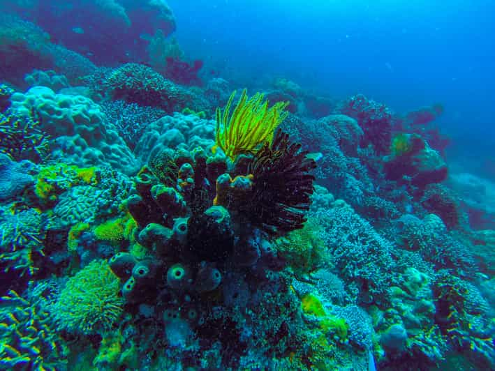 Zanzibar Day Padi Open Water Scuba Dive Course Getyourguide