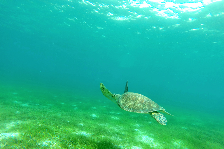 2h Sailing catamaran in La Baie des Saintes