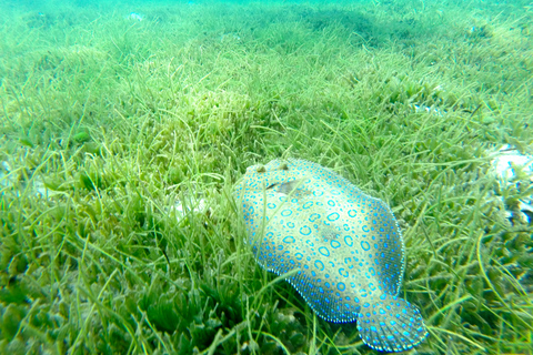 2h Sailing catamaran in La Baie des Saintes