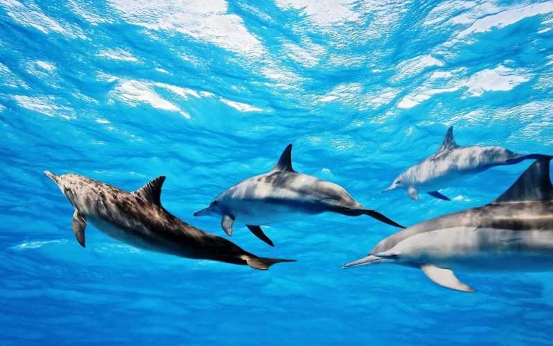 Île aux Bénitiers: Delfiinien kanssa snorklaaminen Veneretki & lounas