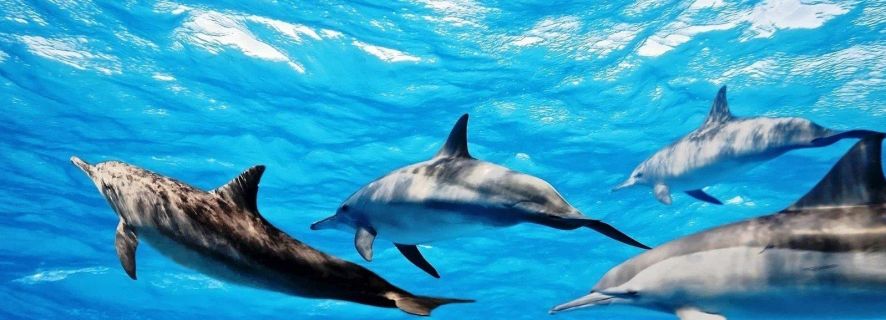 Иль-о-Беньитье: подводное плавание с дельфинами на лодке и обед