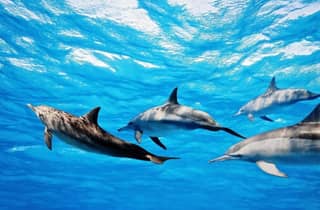 Île aux Bénitiers: snorkeling con tour in barca sui delfini e pranzo