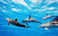 Ile Aux Bétitiers, snorkelen met Dolphins Boat Tour & Lunch - Housity