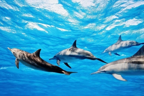 Dolphin Encounters: Ile aux Benitier, Crystal Rock & transfer