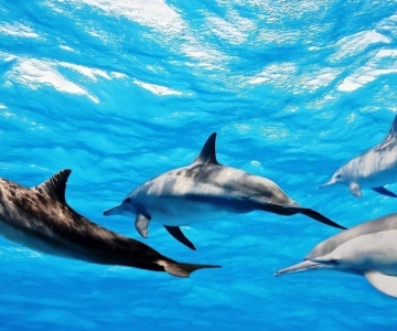 Île aux Bénitiers: Schnorcheln mit Delfinen Bootstour & Mittagessen